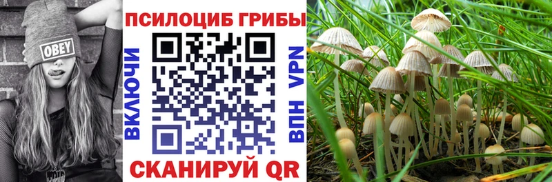 blacksprut ТОР  Великий Устюг  Галлюциногенные грибы Cubensis 